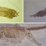 Figura 12 – Fósseis de peixes (última refeição não concluída) e um ictiossauro fêmea (filhote acaba de nascer): evidências de morte súbita e rápido soterramento