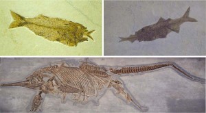 Figura 12 – Fósseis de peixes (última refeição não concluída) e um ictiossauro fêmea (filhote acaba de nascer): evidências de morte súbita e rápido soterramento